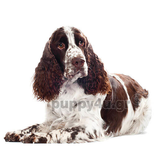 ΑΓΓΛΙΚΟ ΣΠΡΙΝΓΚΕΡ ΣΠΑΝΙΕΛ - Image 2