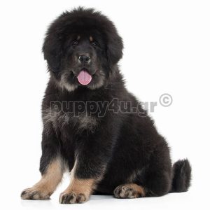 Θιβετιανό Μαστίφ | puppy4u.gr