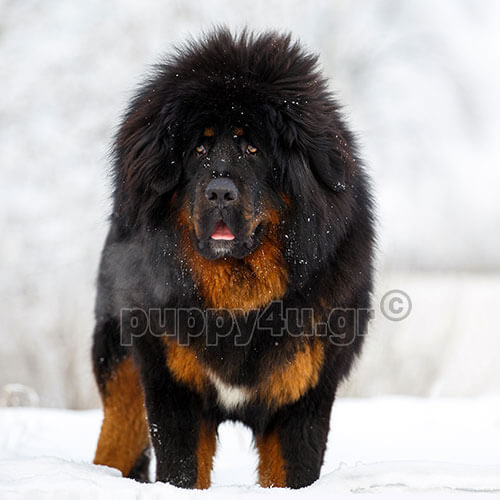 ΘΙΒΕΤΙΑΝΟ ΜΑΣΤΙΦ - Image 5