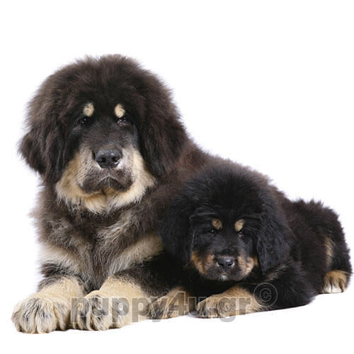 ΘΙΒΕΤΙΑΝΟ ΜΑΣΤΙΦ - Image 3