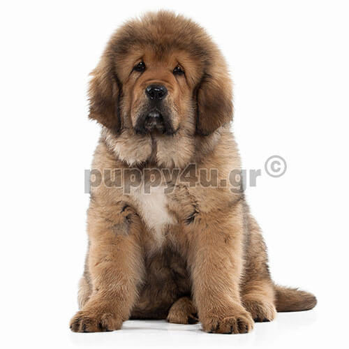 ΘΙΒΕΤΙΑΝΟ ΜΑΣΤΙΦ - Image 4