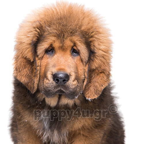 ΘΙΒΕΤΙΑΝΟ ΜΑΣΤΙΦ - Image 2