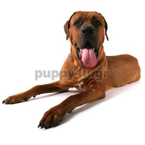 Τόσα Ινου | puppy4u.gr