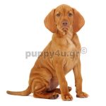 Βίσλα.puppy4u.gr