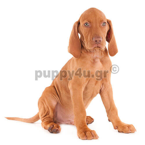 ΒΙΣΛΑ - Image 2