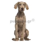 Βαϊμαράνερ | puppy4u.gr