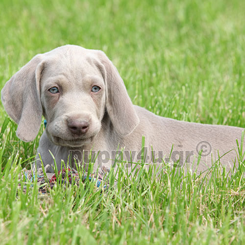 ΒΑΙΜΑΡΑΝΕΡ - Image 4