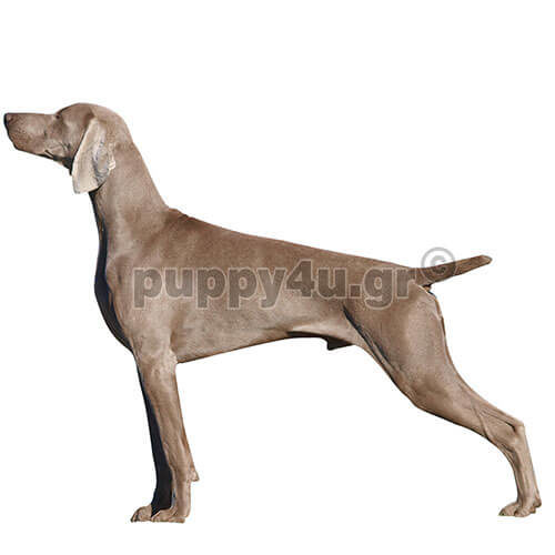 ΒΑΙΜΑΡΑΝΕΡ - Image 3