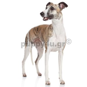 Γουίπετ | puppy4u.gr