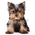 Γιορκσαϊρ Τεριέ | puppy4u.gr