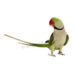 Αλεξανδρινός παπαγάλος