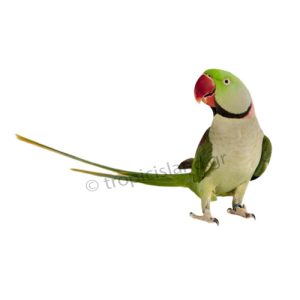 Αλεξανδρινός παπαγάλος