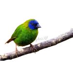 Blue-faced parrotfinch