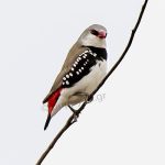 Διαμαντόσπινος με κόκκινη ουρά (diamond firetail)