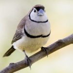 Owl finch (Double-barred finch)