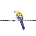 Ροζέλα Pale headed