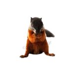 Tricolor Σκίουρος