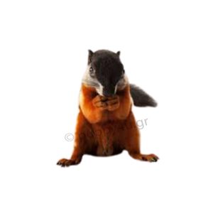 Tricolor Σκίουρος