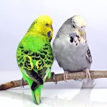 Παπαγαλάκια Εγγλέζικα Μπάτζι