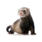 Ferret Κουνάβια