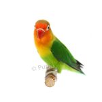 Αγαπόρνις Φίσερ