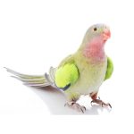 Παπαγάλος Princess