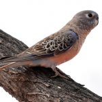 Παπαγάλος Του Μπουρκ. Bourke’s Parrot