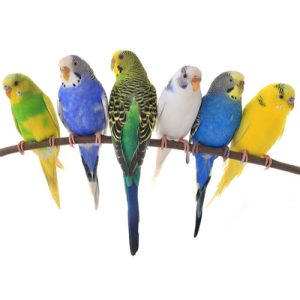 Μπάτζι (Παπαγαλάκια ευρωπαϊκά)