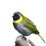 Παραδείσια κουβανέζοι (Cuban finch)