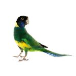 Παπαγάλος Πορτ Λίνκολν