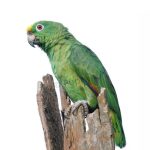 Αμαζόνιος με πορτοκαλί φτερα