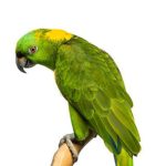 Κιτρινόλαιμος αμαζονίου