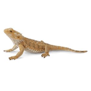 Bearded Dragon | Puppy4u.gr
