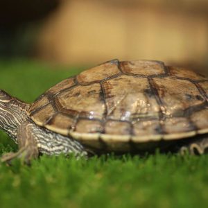 Mississippi Map Turtle | Pupy4u.gr