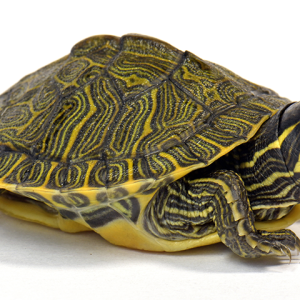 peninsula cooter | Puppy4u.gr