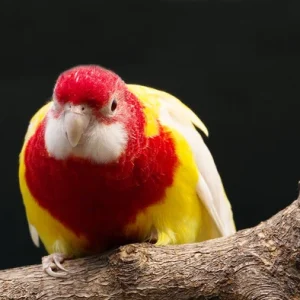 Ροζέλα Ανατολική Λουτίνο | Puppy4u.gr