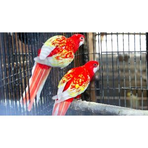 Ροζέλα Ανατολική Ρουμπίνο | Puppy4u.gr